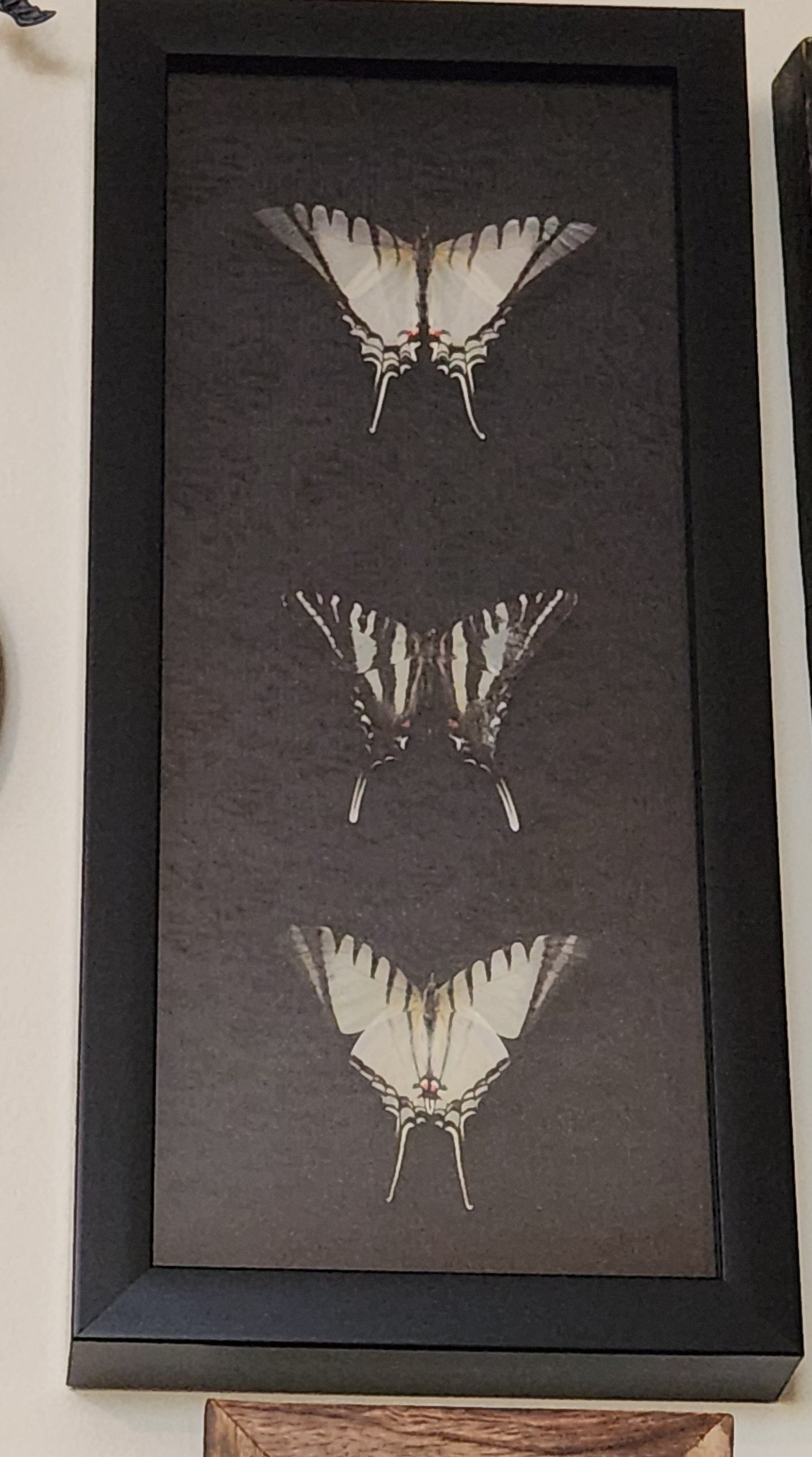 Zebra Butterfly Trio 7 x 14