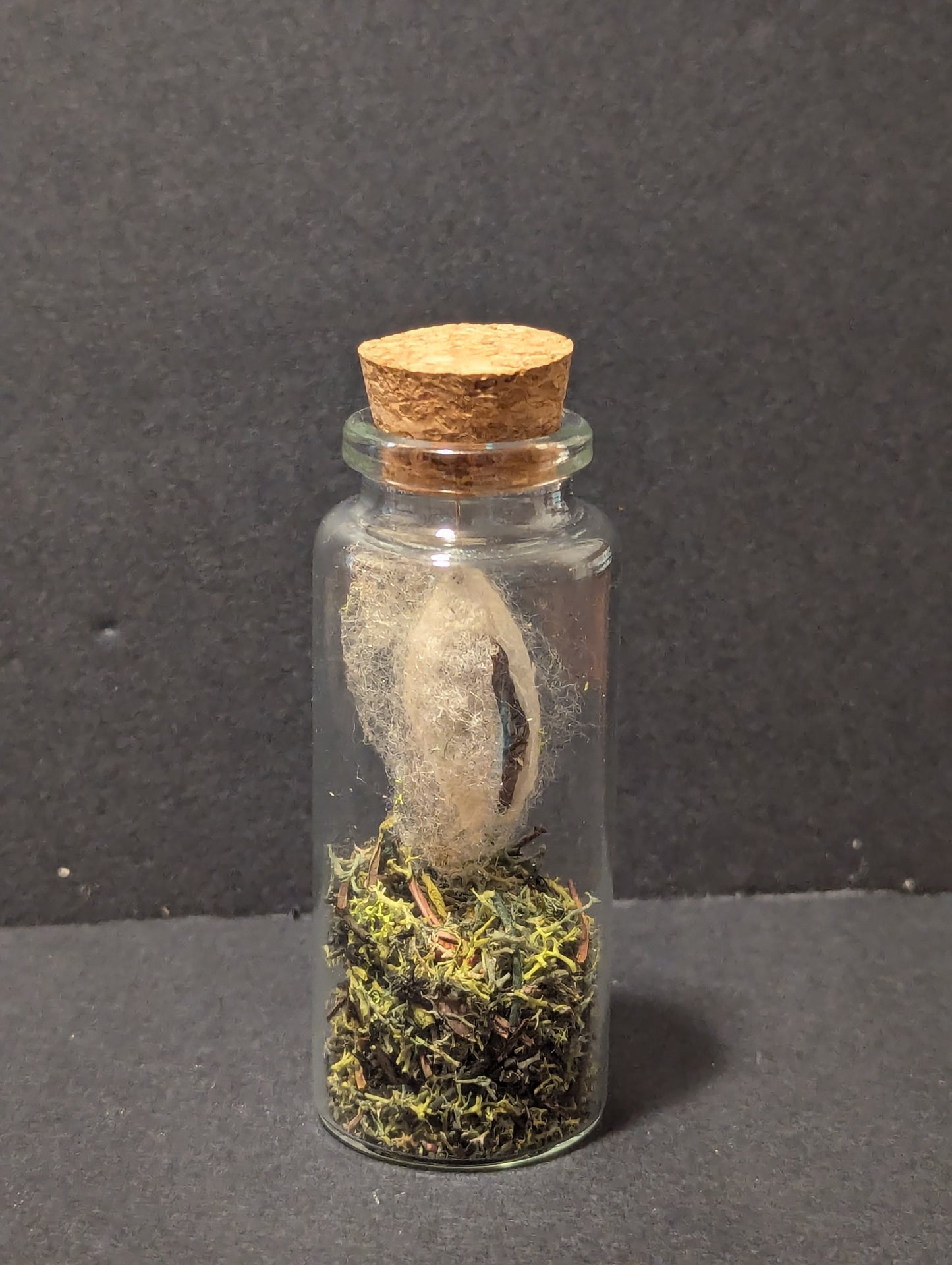 Silk Cocoon in Jar