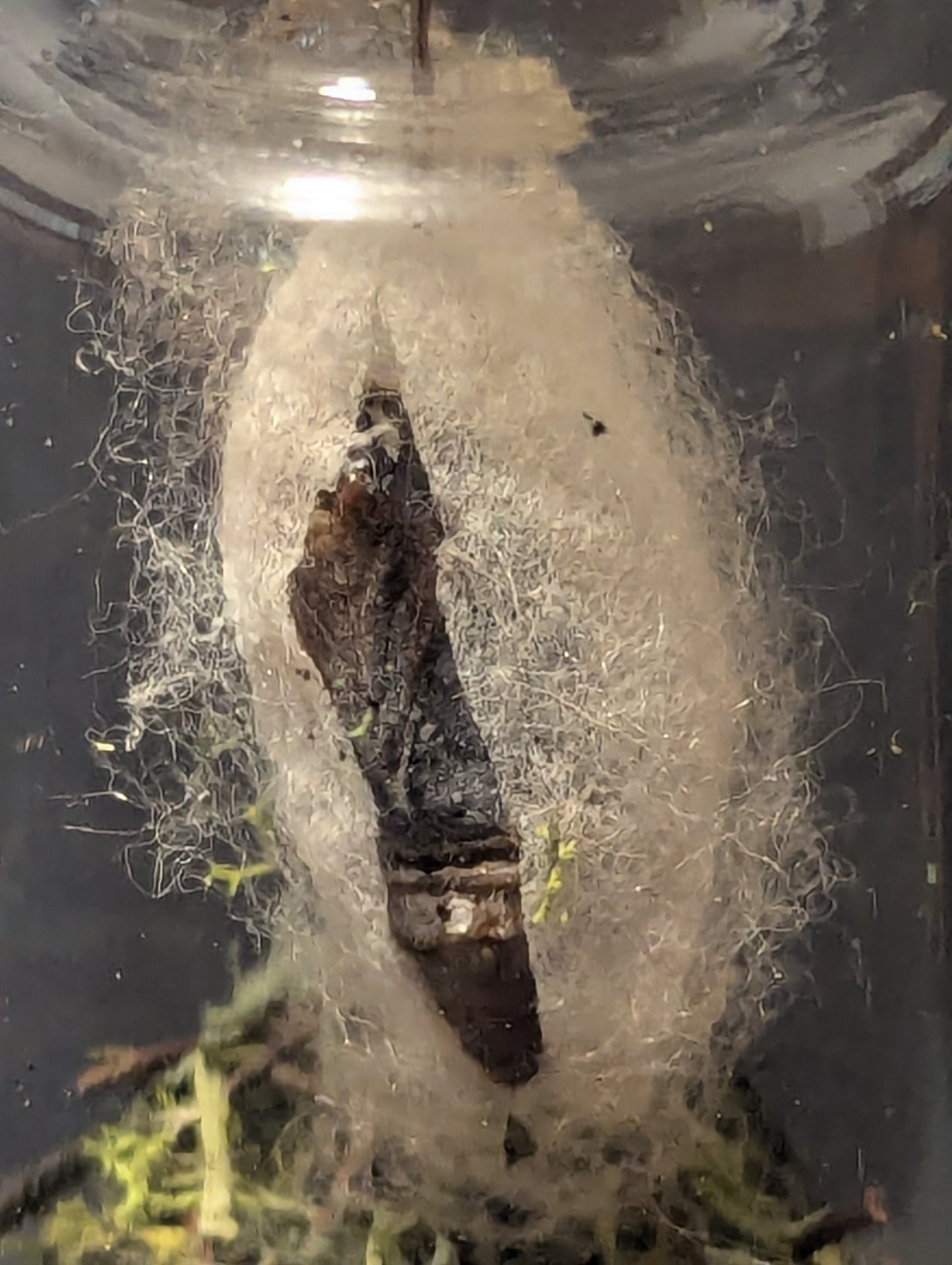 Silk Cocoon in Jar