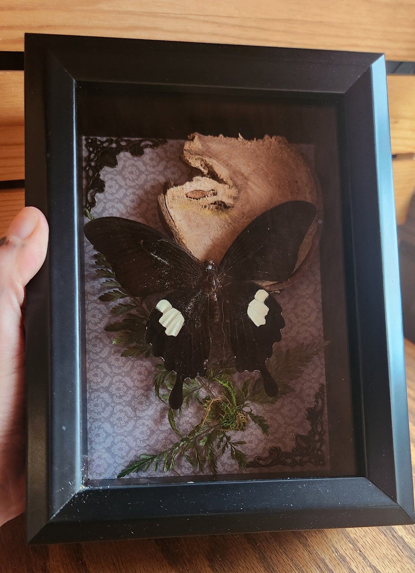 Swallowtail 5 x 7