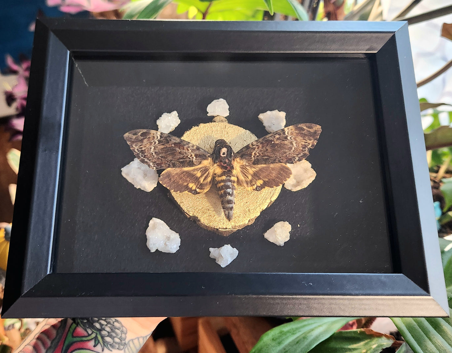 Hawkmoth and Geodes