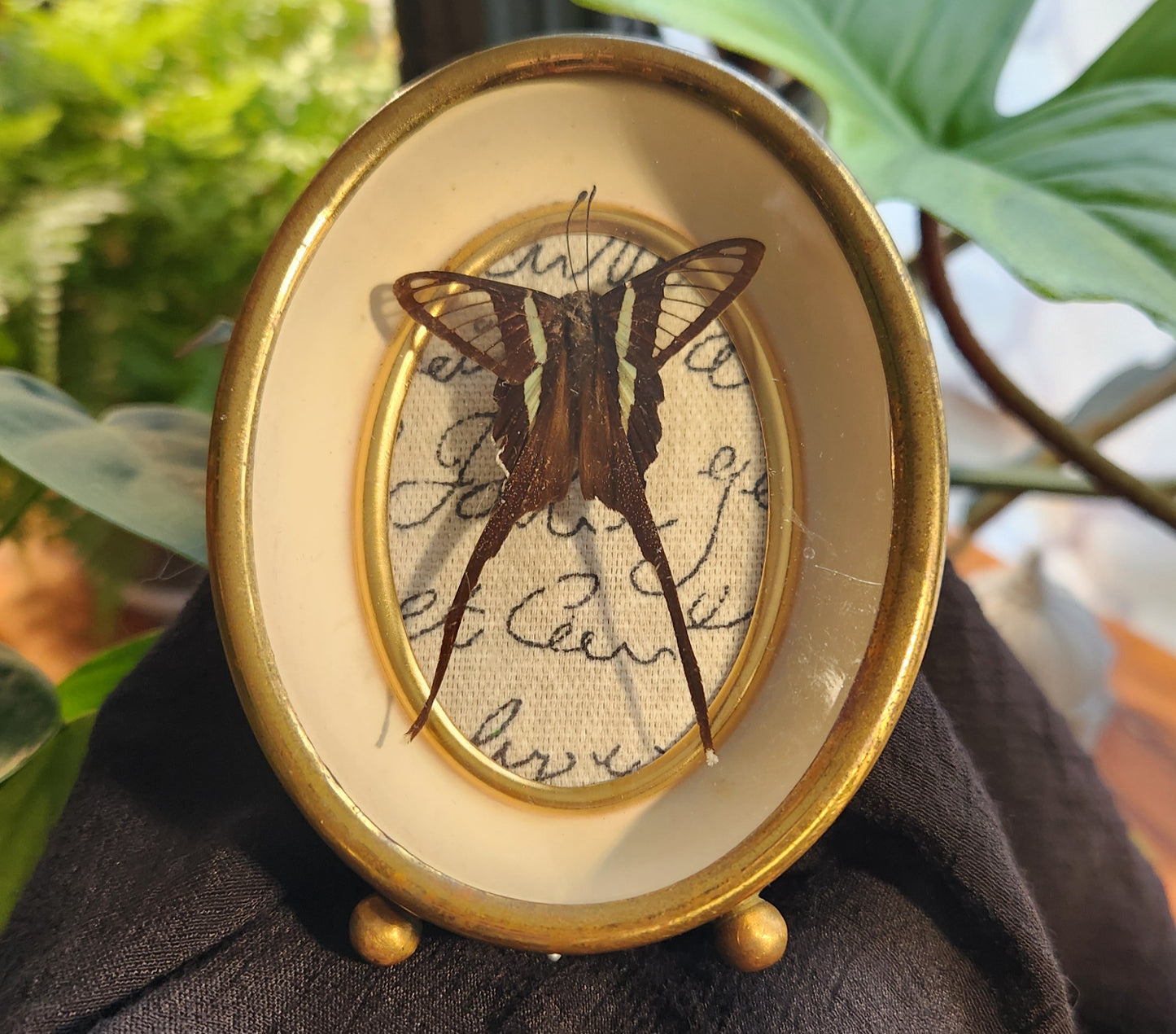 Convex Glass Butterfly