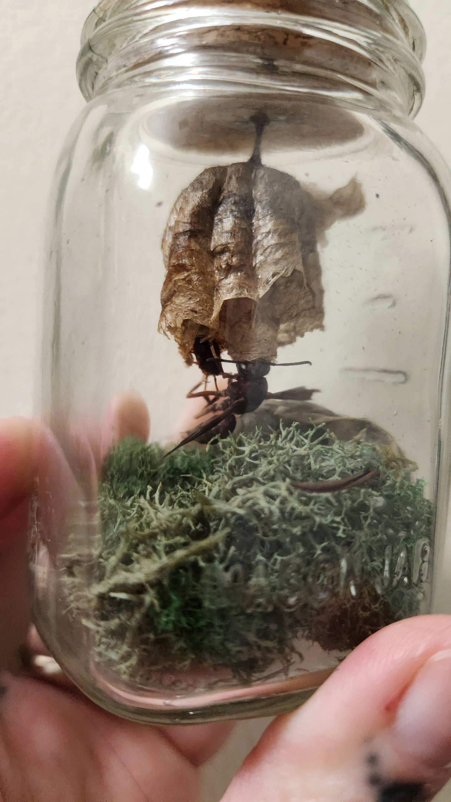 Protection Jar (wasp)