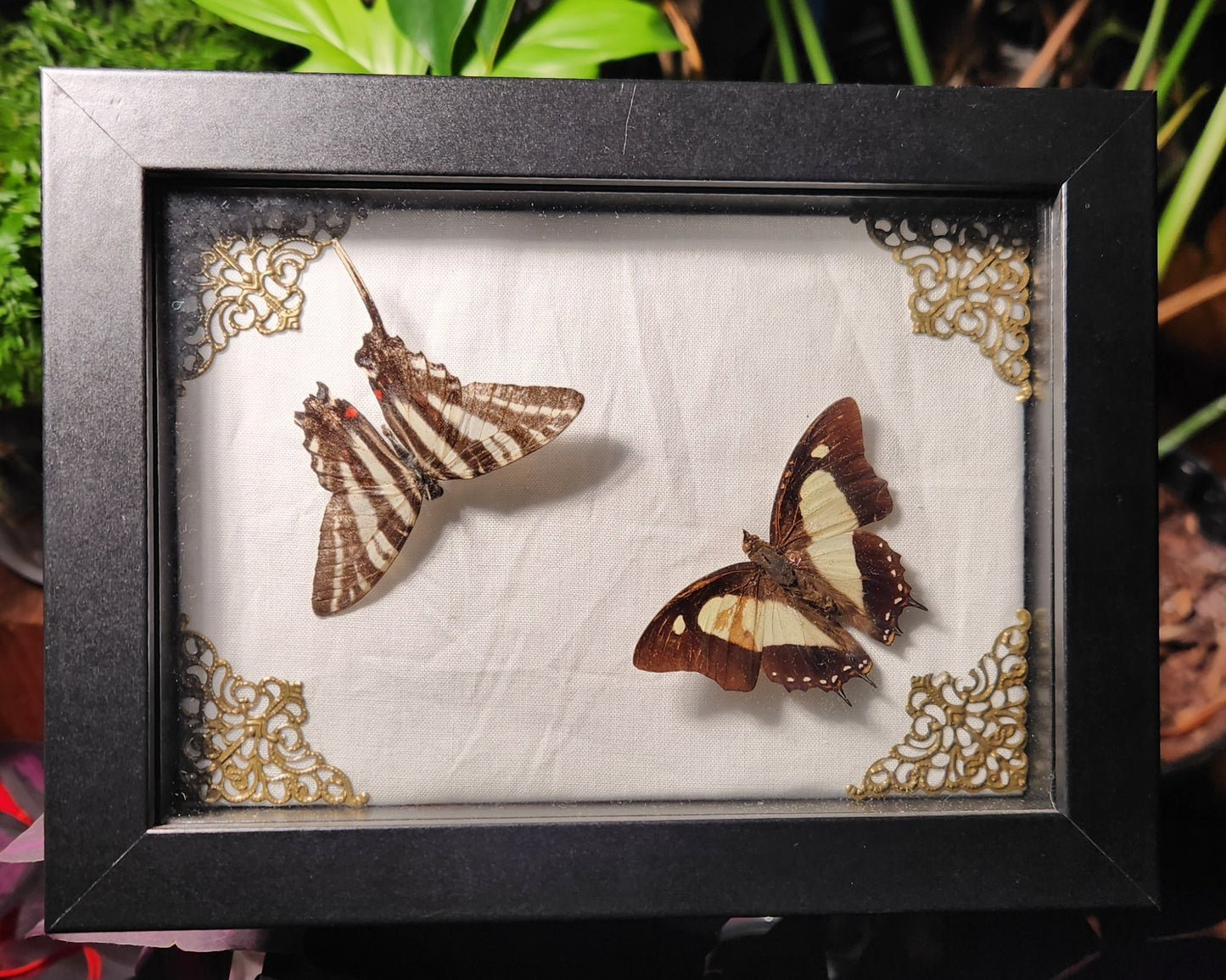 Zebra Swallow Tail + Common Nawab