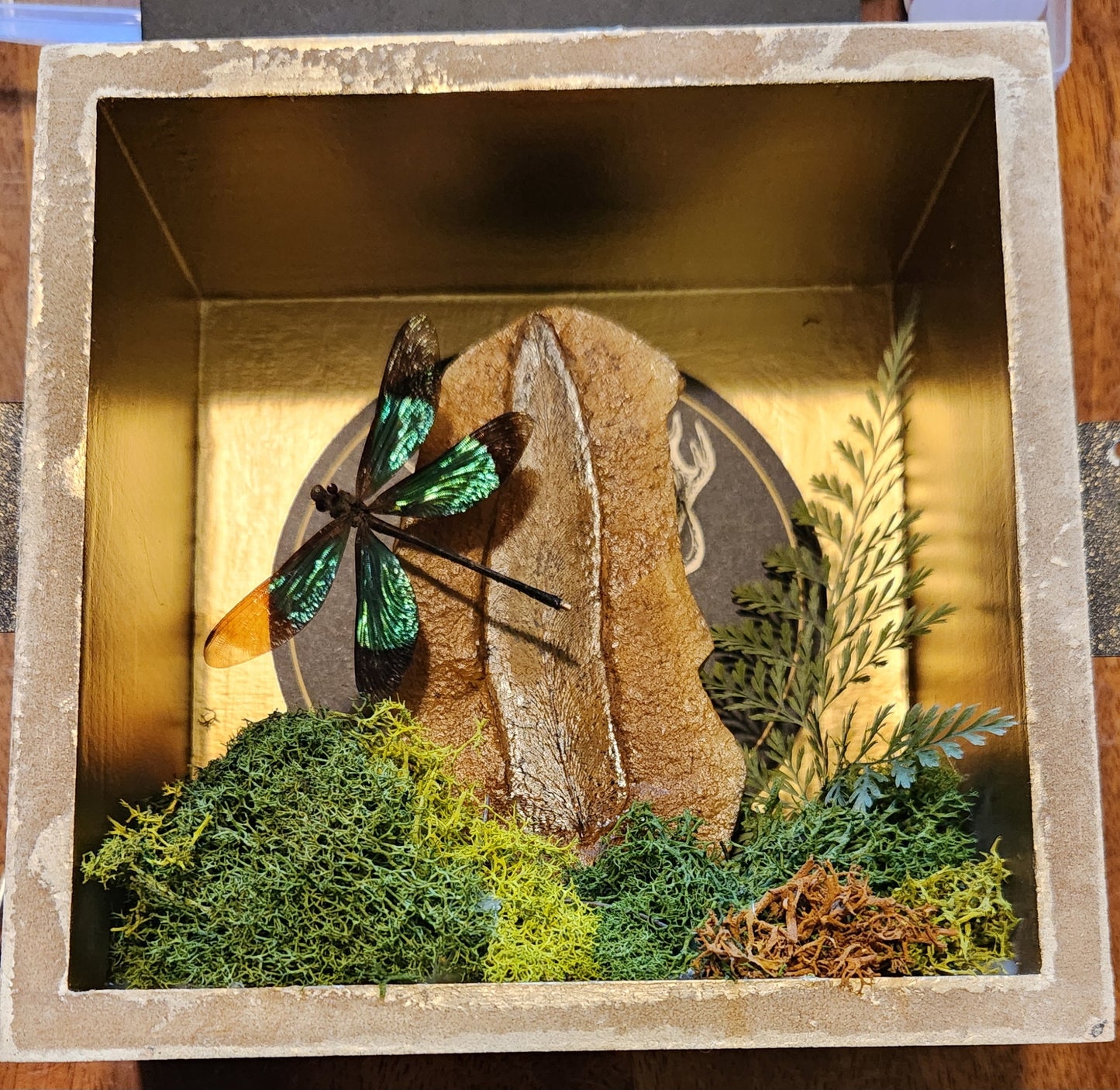 Fossilized fern