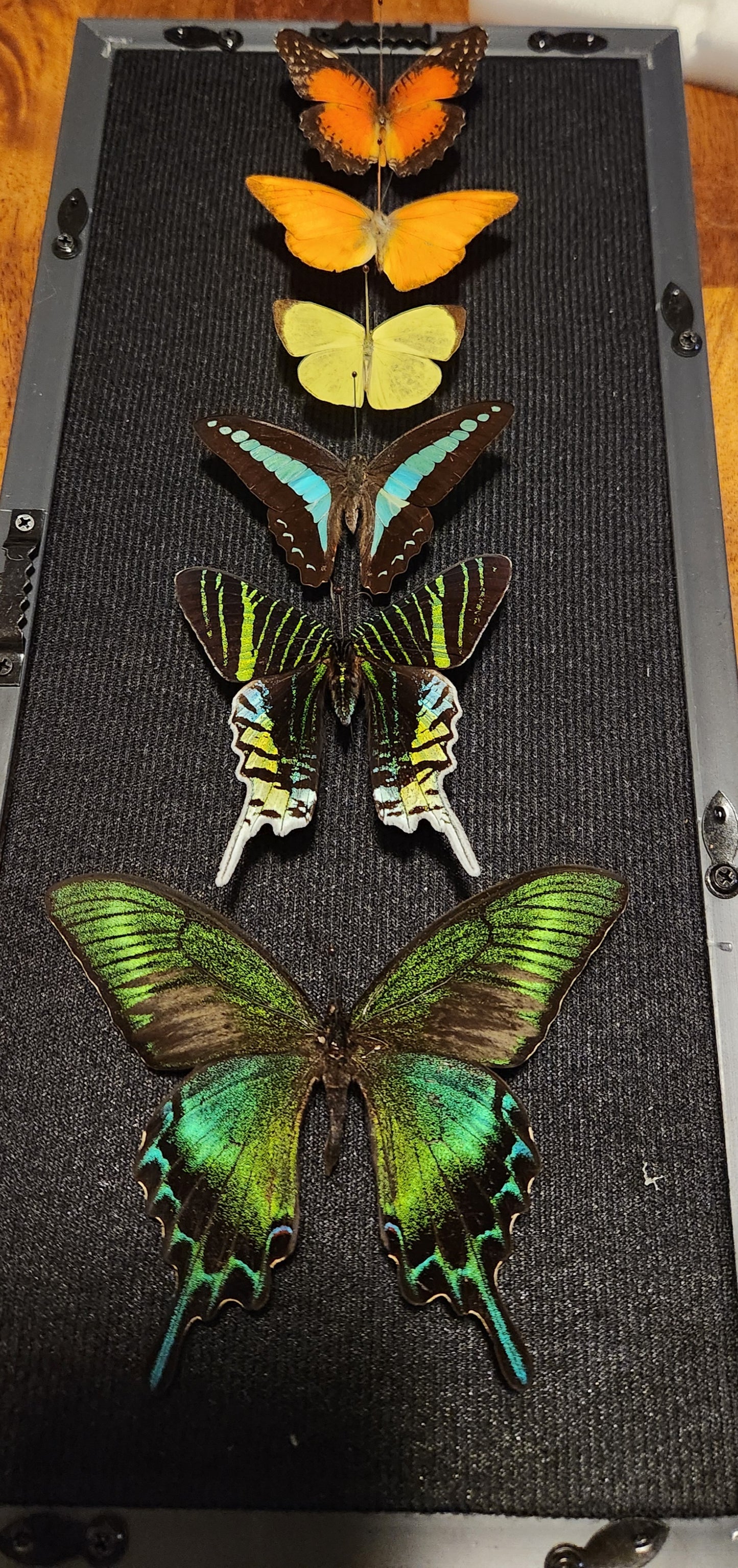 6 butterfly rainbow