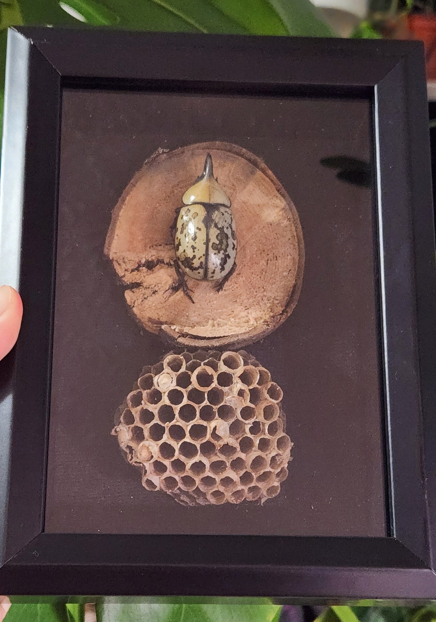 Hercules beetle 5 x 7