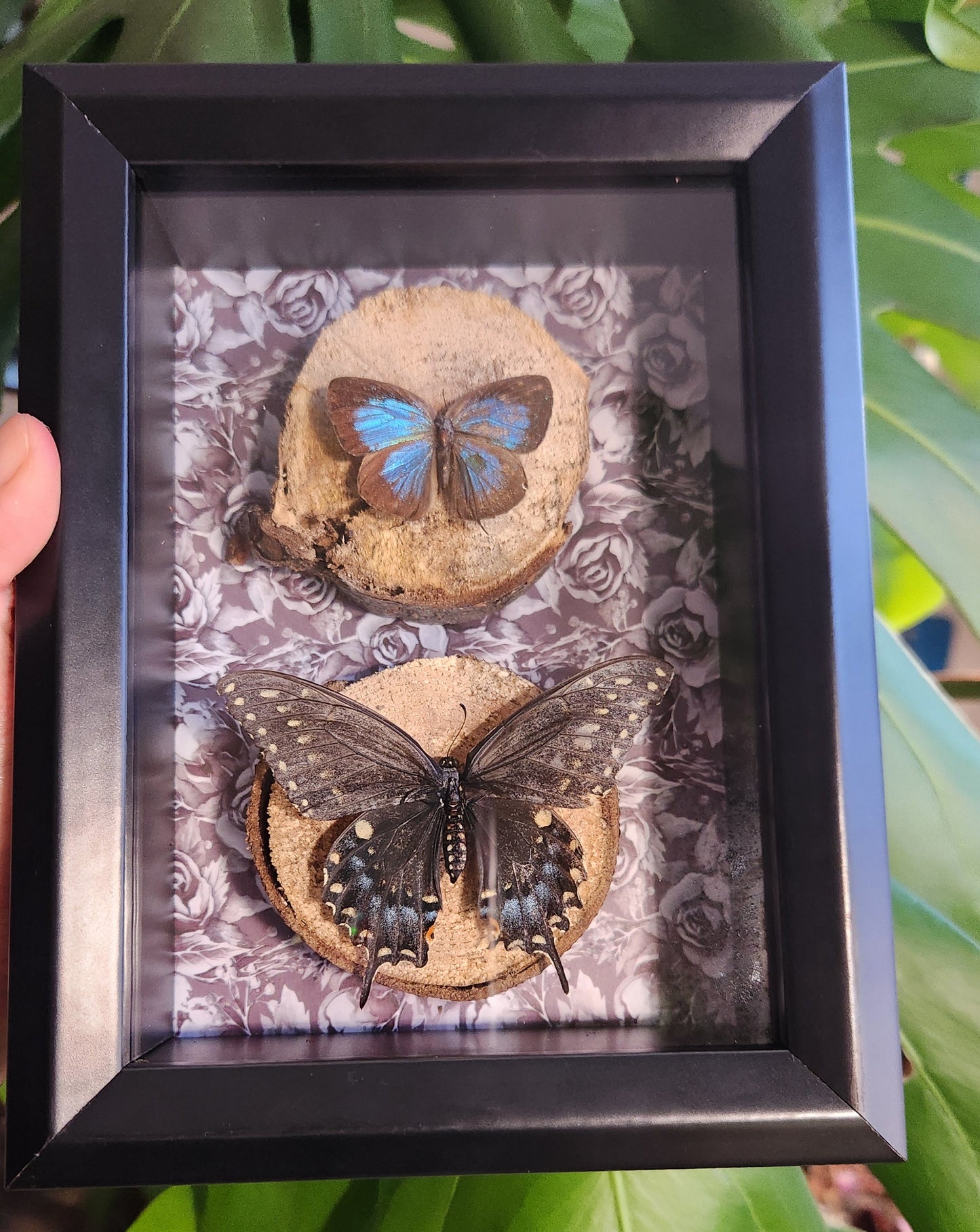 Blue butterflies