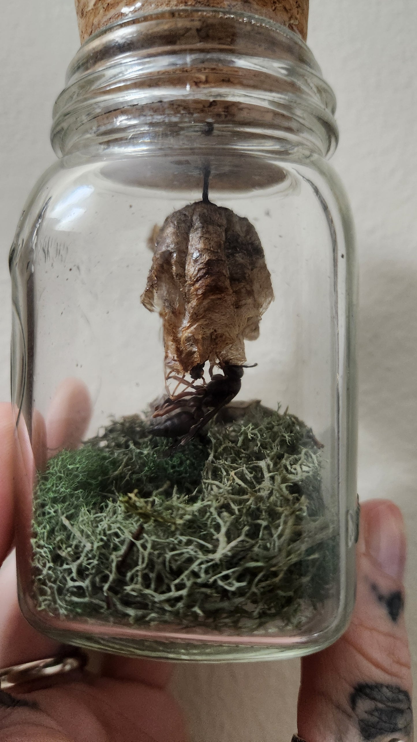 Protection Jar (wasp)