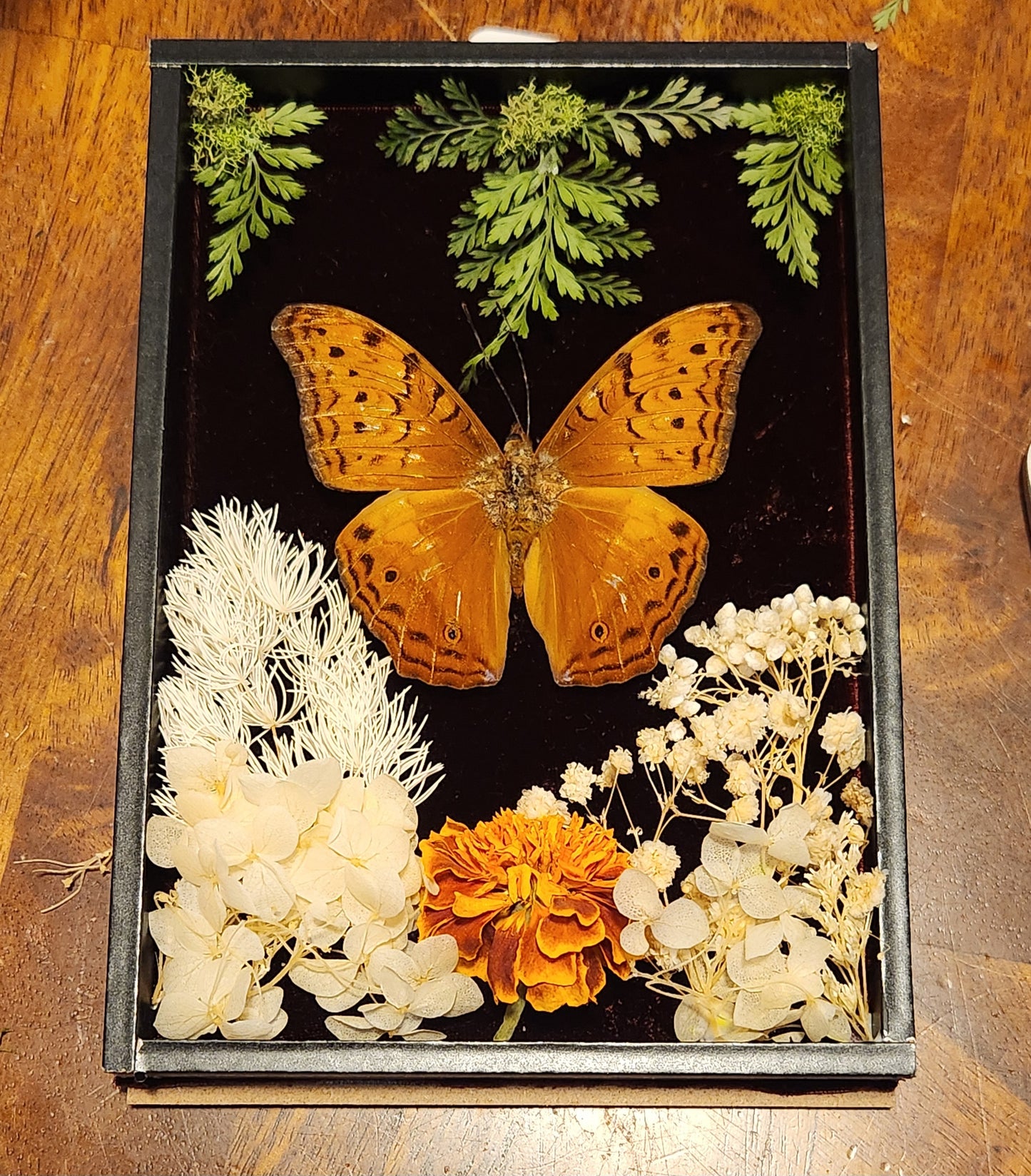 Golden Cruiser Butterfly