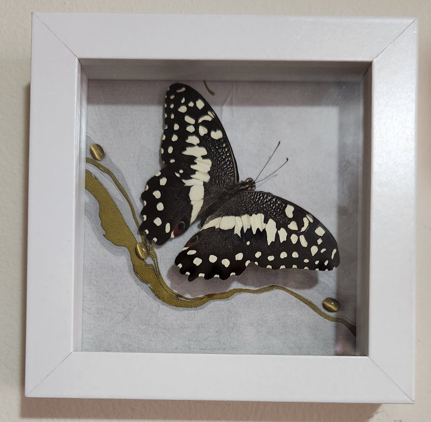 Tiger eye + butterfly 5 x 5