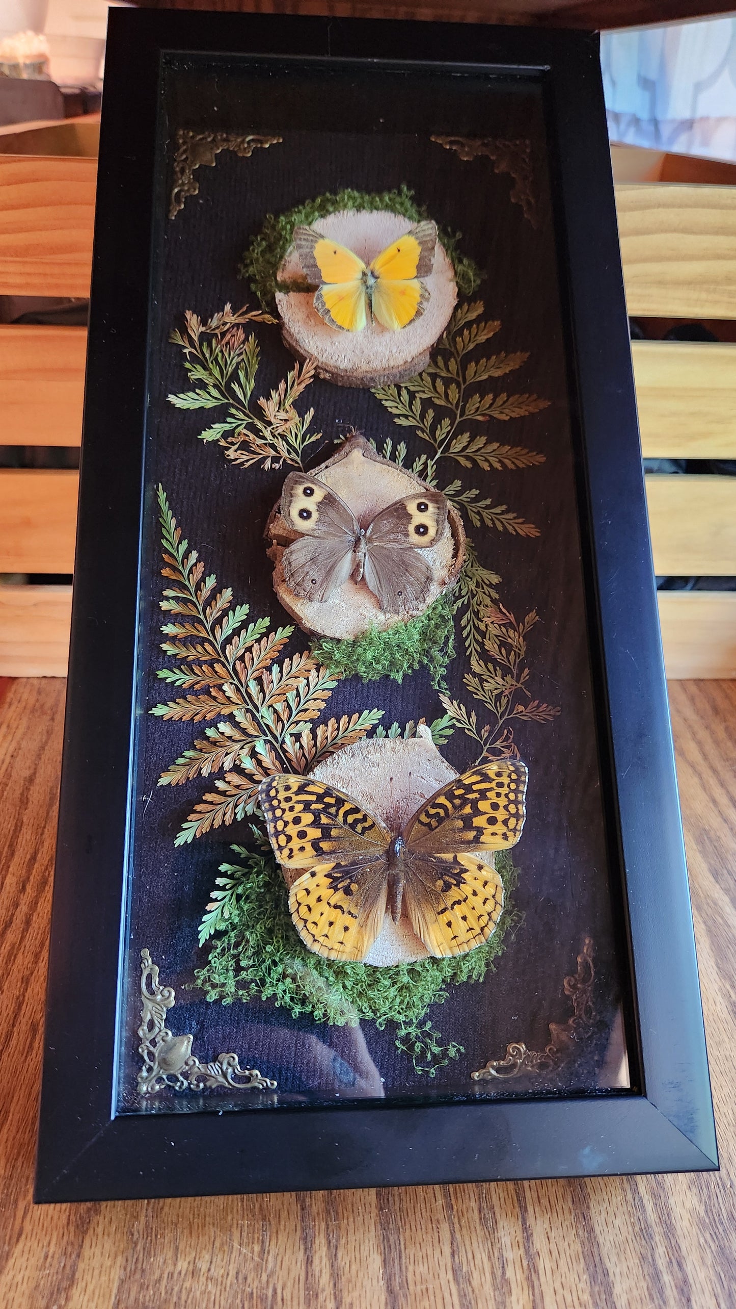 Butterfly trio