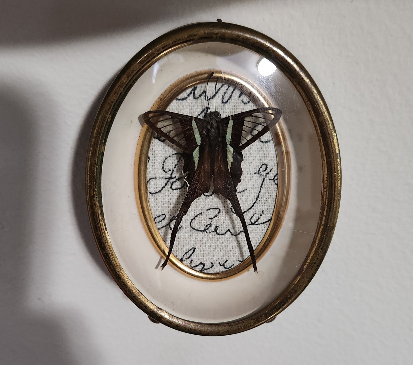 Convex Glass Butterfly