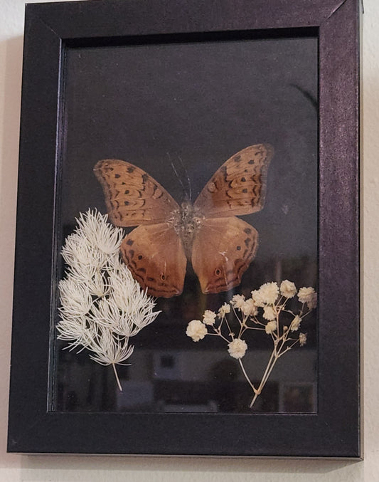 Autumn Butterfly