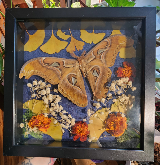 Atlas Moth