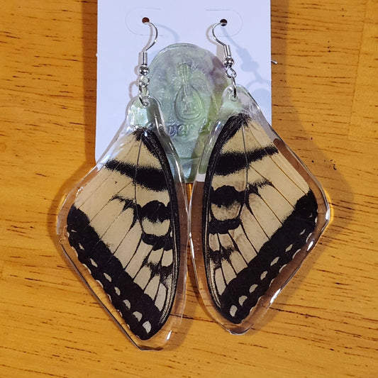 Swallowtail Ear-wings