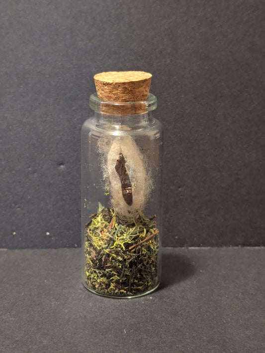 Silk Cocoon in Jar
