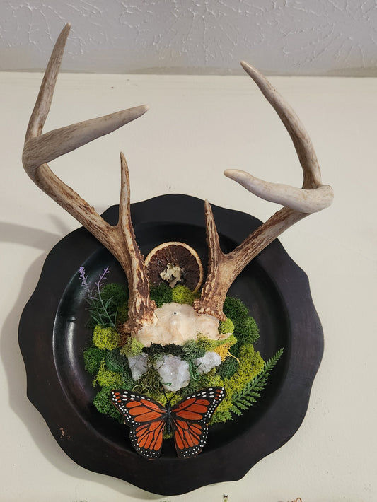6 Point Deer