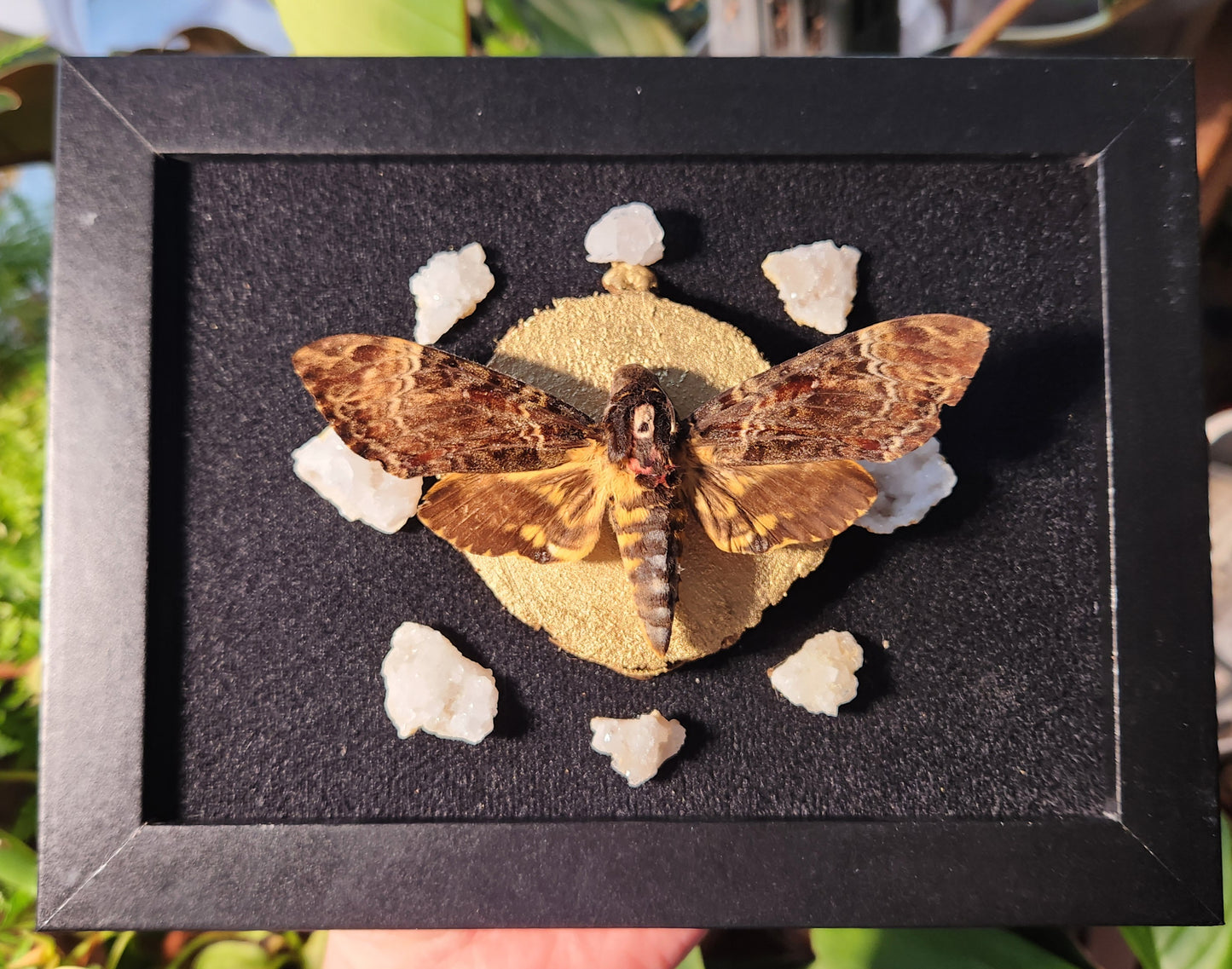 Hawkmoth and Geodes