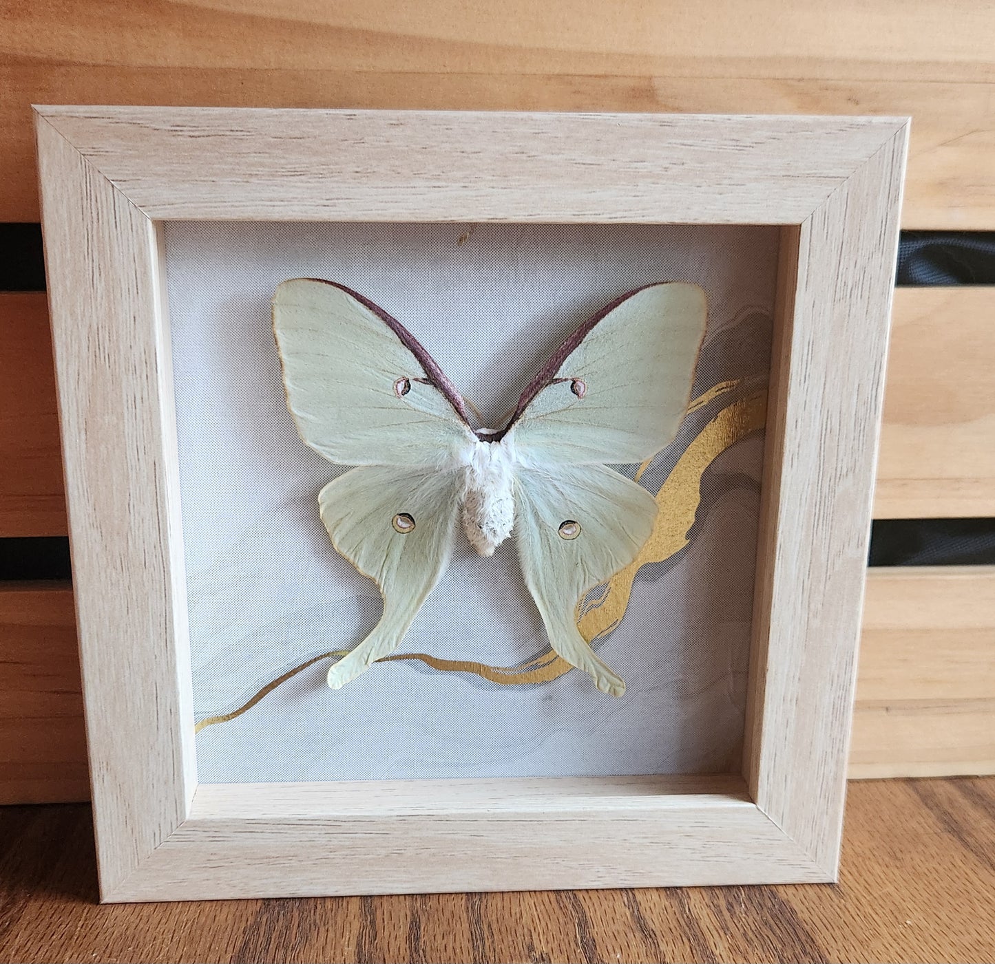 5 x 5 Luna Moth