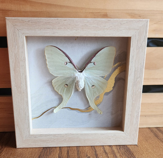 5 x 5 Luna Moth