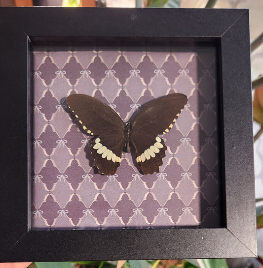 Narrow Banded Butterfly 5 x 5