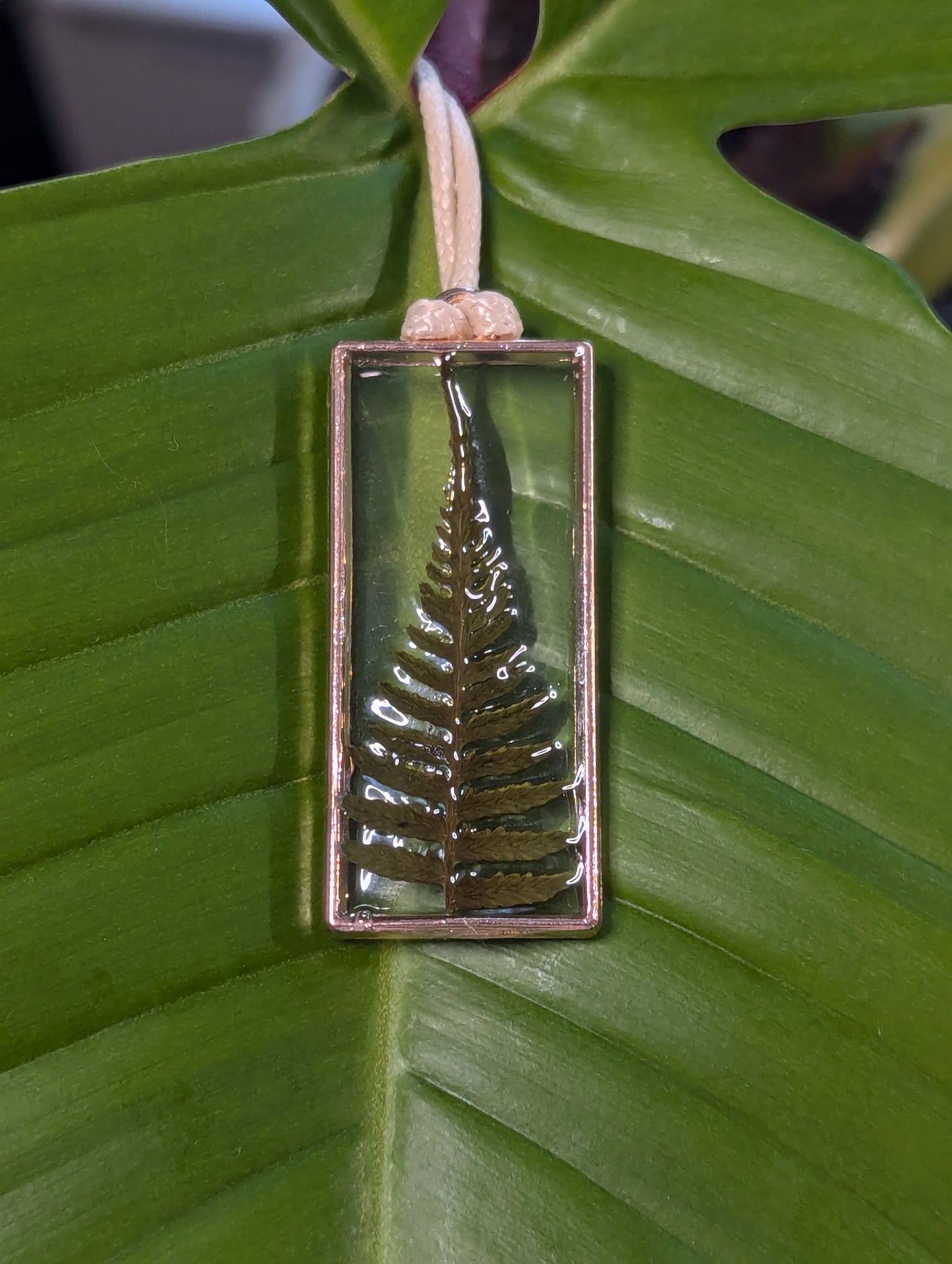 Preserved Fern #1