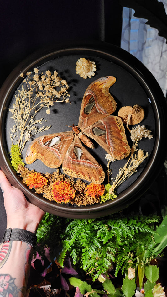 Atlas Moth