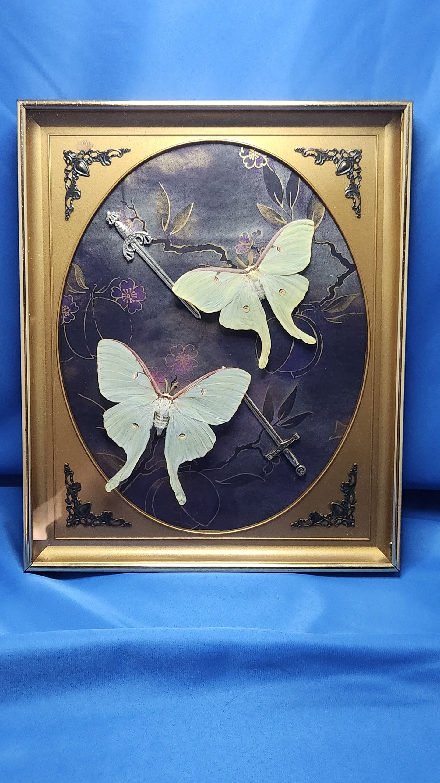 Luna moth Vintage frame
