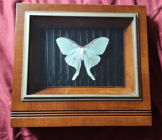 Music Box Frame Luna Moth