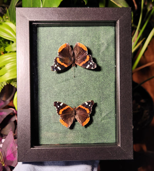 5 x 7 red admiral butterflies