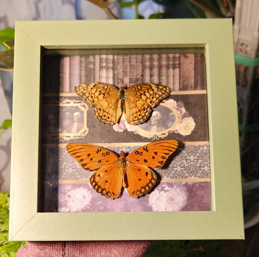 Gulf Fritiliary + 5 x 5 shadow box