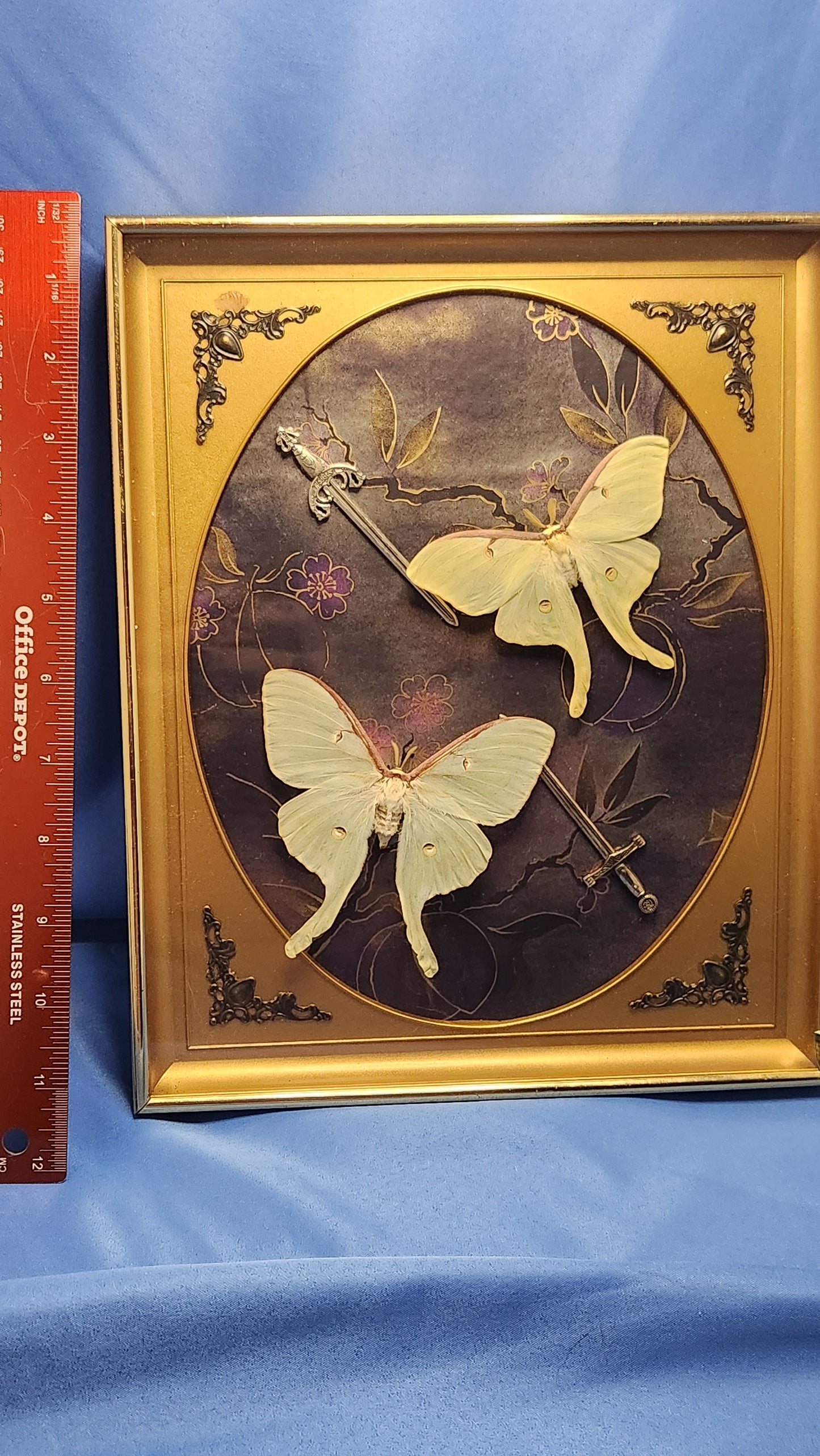 Luna moth Vintage frame