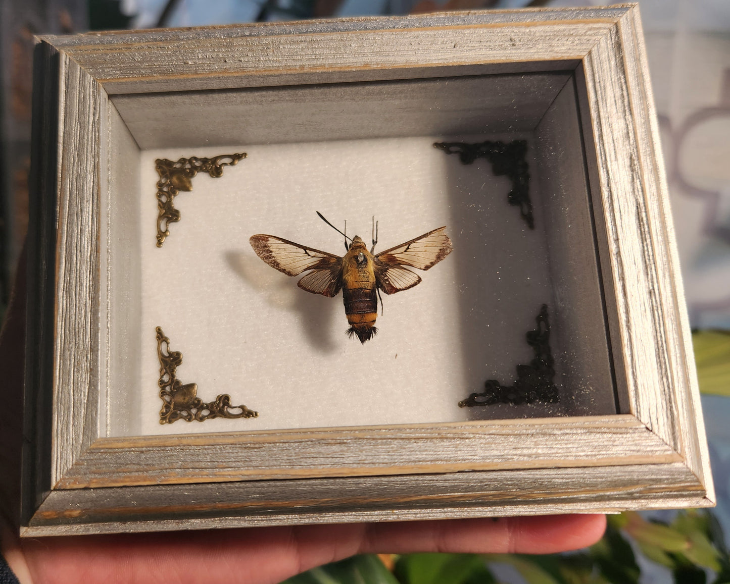 Hummingbird moth