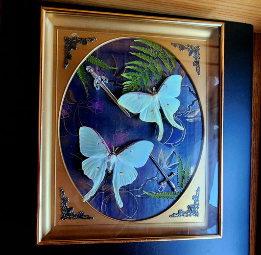 Luna moth Vintage frame