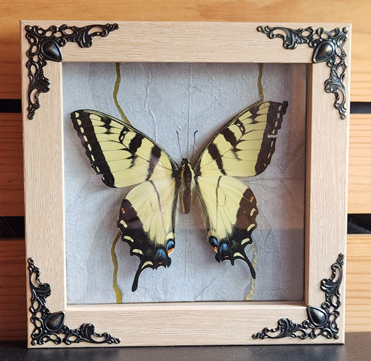 5 x 5 Tiger Swallowtail