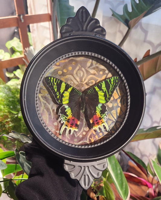 Reclaimed Clock Sunset Moth