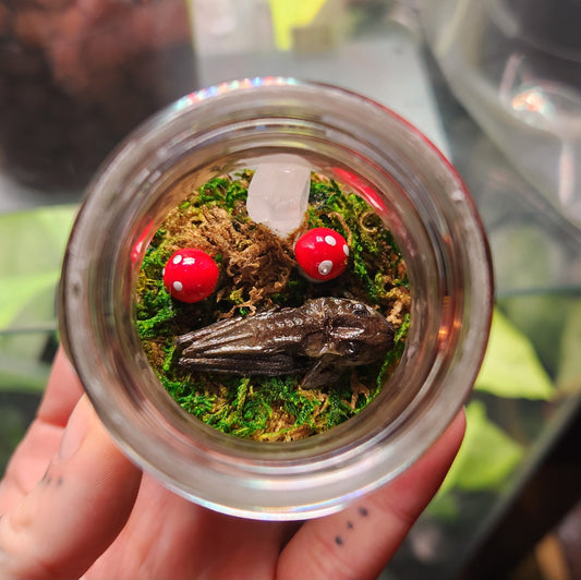 Mushroom Frog Jar
