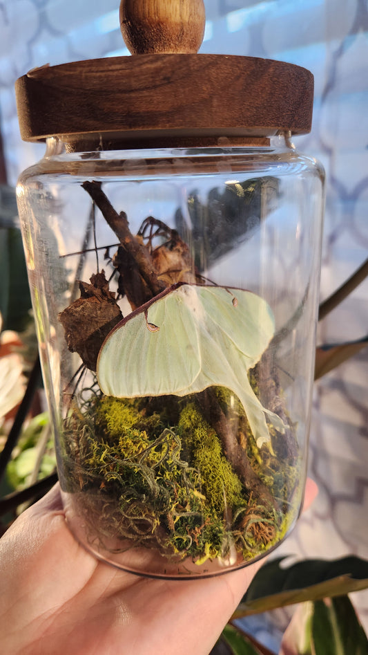Luna moth jar