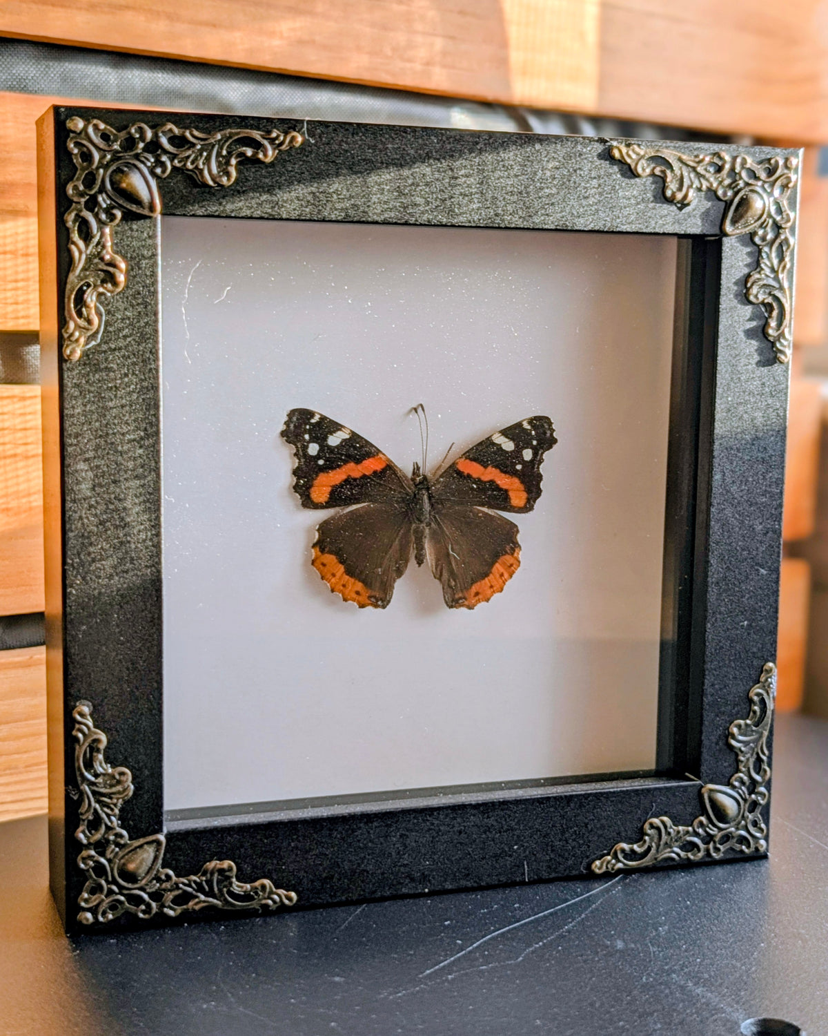 5 x 5 Butterfly