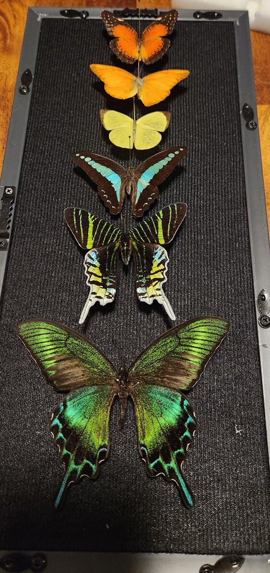 6 butterfly rainbow