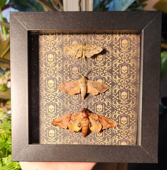 Moth Box