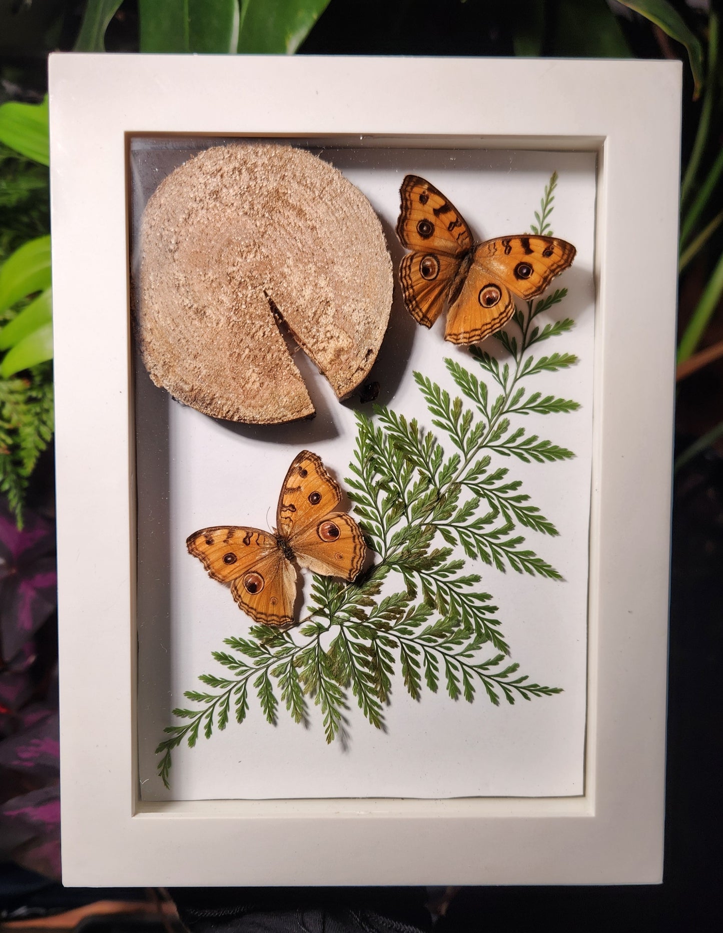 Nature's Bounty Peacock Pansy Butterflies