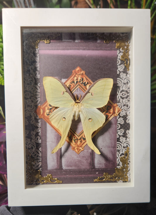 Embellished luna moth