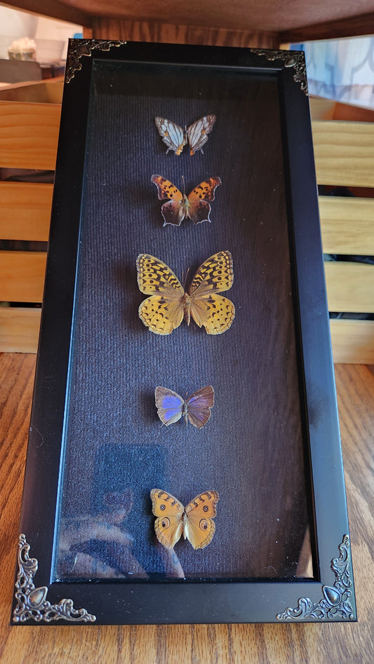 Elegant display