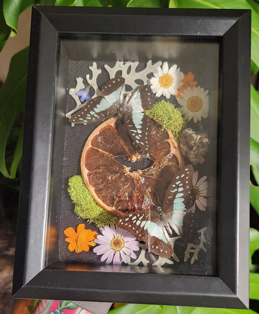 Common blue butterfly