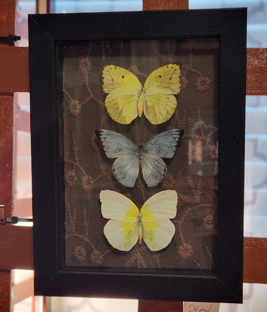 Butterfly trio on lace
