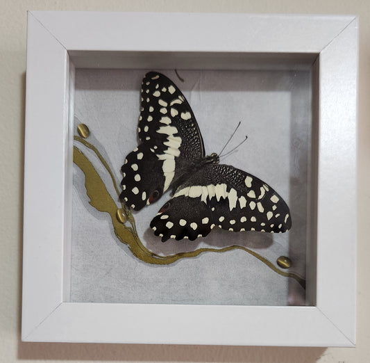 Tiger eye + butterfly