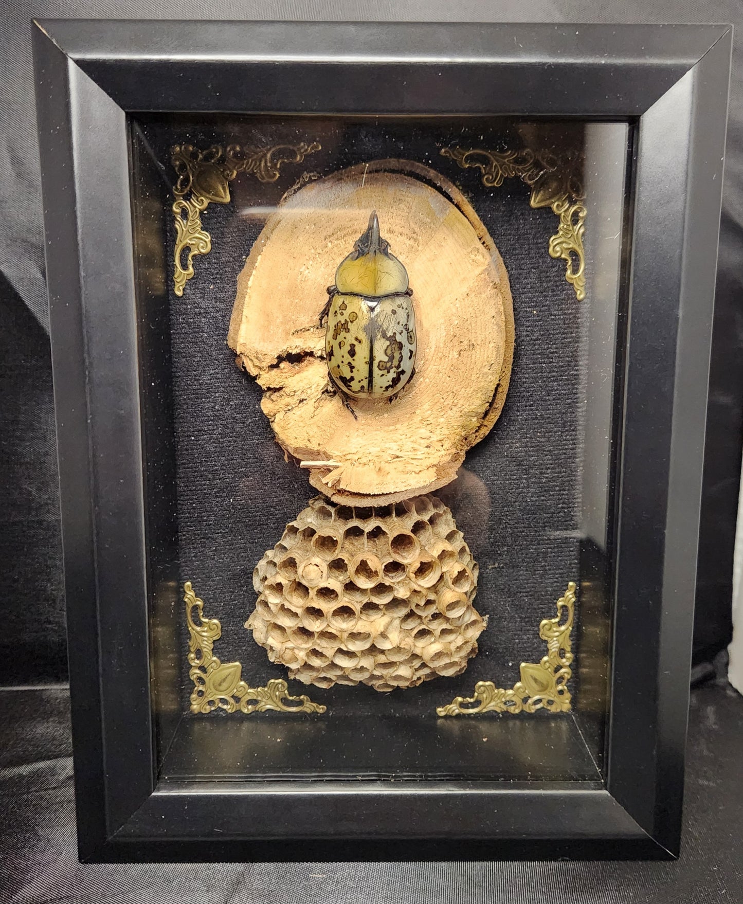 Hercules beetle 5 x 7