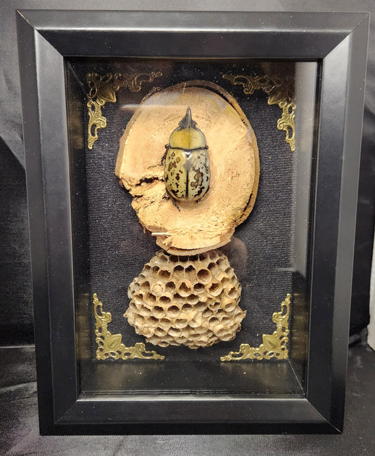 Hercules beetle 5 x 7